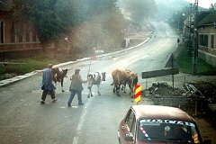 lehmat